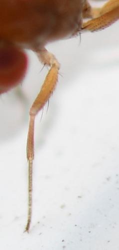 Drosophila sp.
